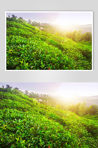 茶绿色的田野风景图片