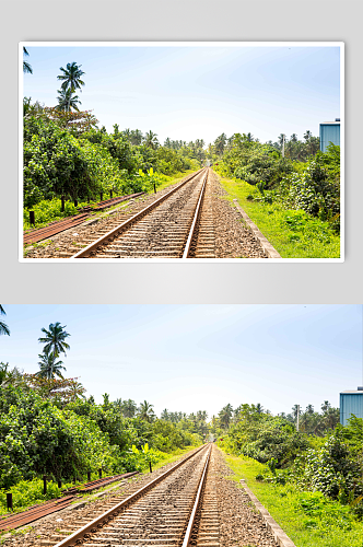 穿越锡兰旅行路线上的铁公棕榈林图片