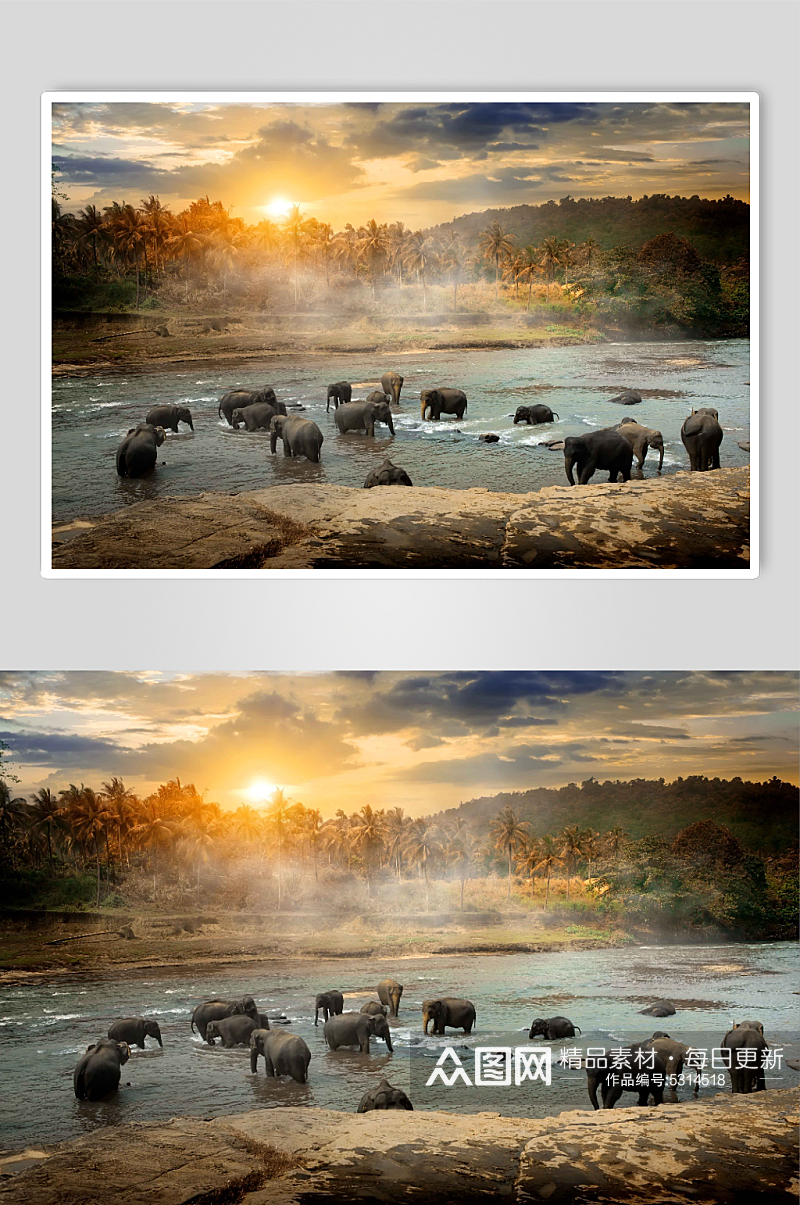 丛林河中大象洗澡的牧群图片素材