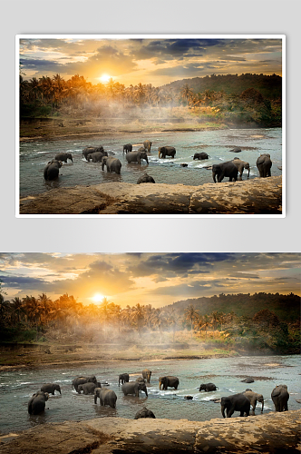 丛林河中大象洗澡的牧群图片