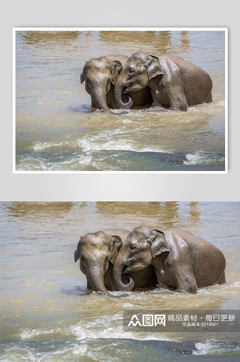 水中嬉戏的大象图片素材