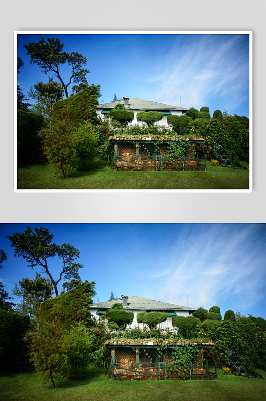 斯里兰卡茶园花园图片