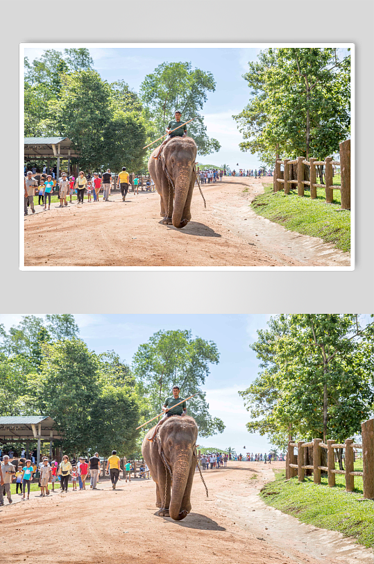 斯里兰卡大象孤儿院图片