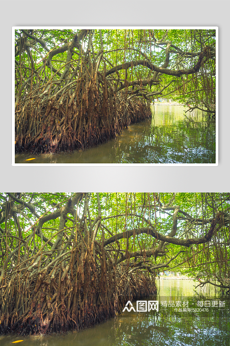 斯里兰卡河上的红树林图片素材