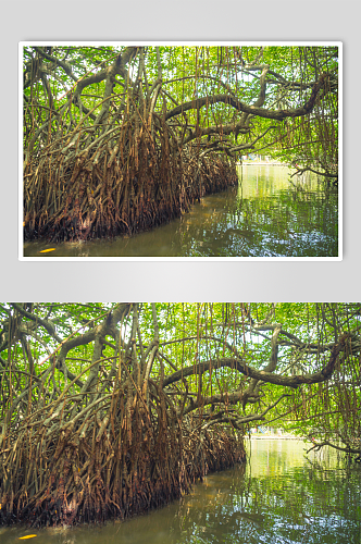 斯里兰卡河上的红树林图片