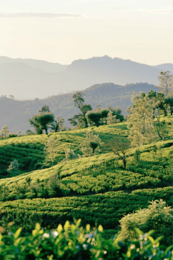 斯里兰卡努瓦拉伊利亚茶园图片
