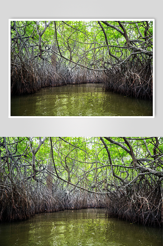锡隆上地貌的丛林河和热带红树图片