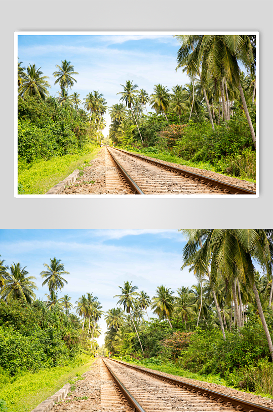 在斯里兰卡铁路上的棕榈林图片