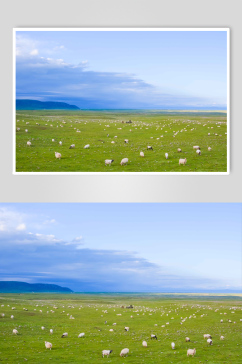 青藏公路沿途风光和羊群摄影图片