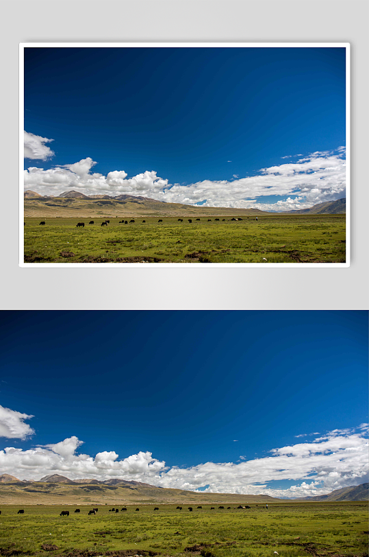 西藏草原上的羊群摄影图片