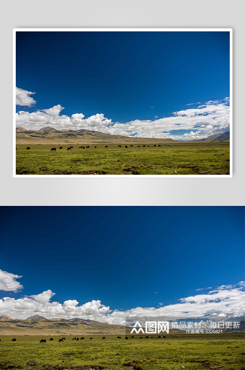 西藏草原上的羊群摄影图片素材