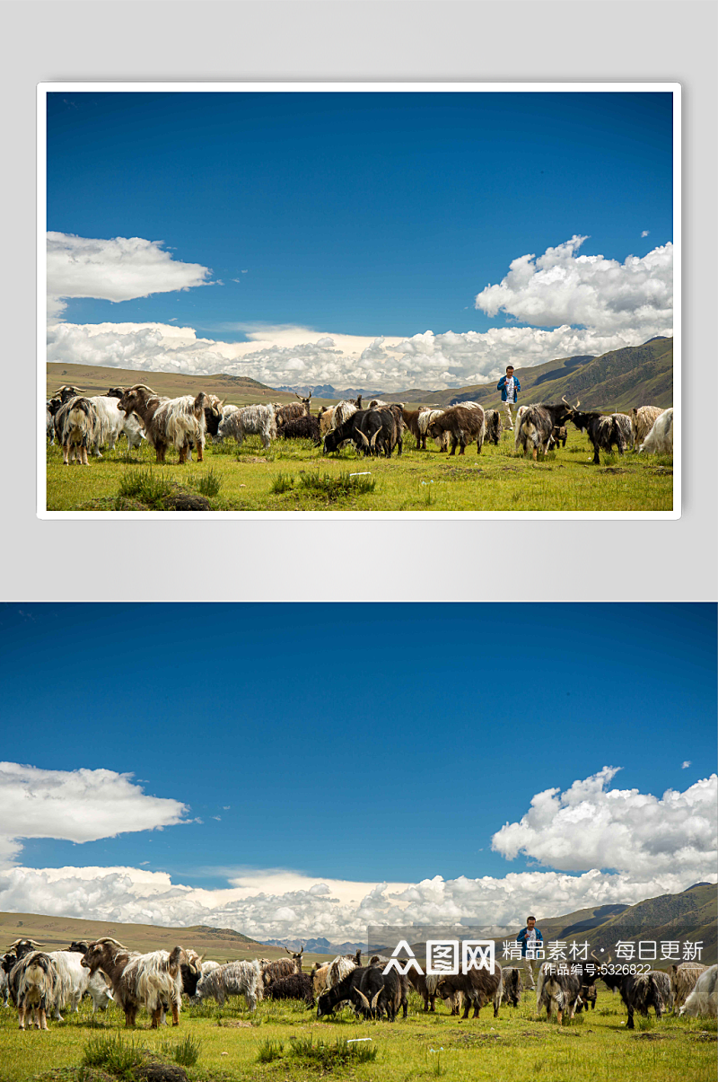 西藏草原上的羊群摄影图片素材