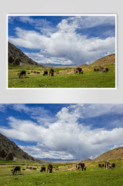 西藏高原上的牦牛群摄影图片