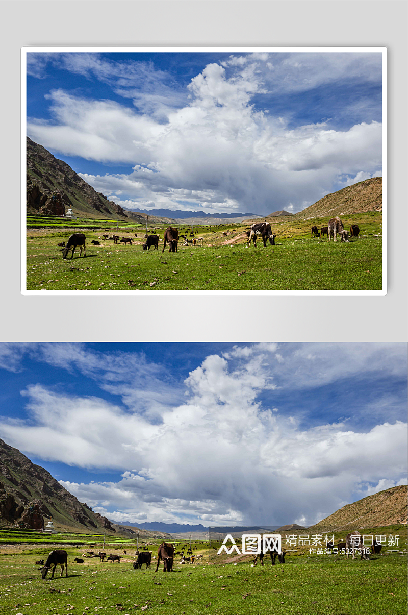 西藏高原上的牦牛群摄影图片素材