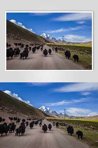 西藏高原上的牦牛群摄影图片