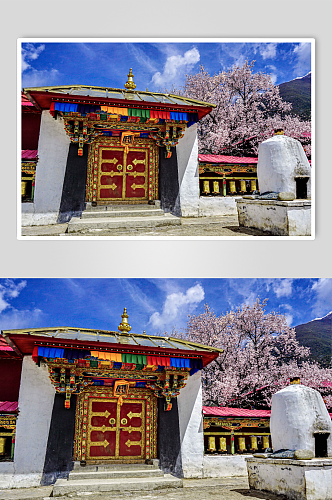 西藏林芝波密寺庙里的桃花摄影图片