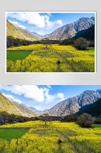 西藏林芝油菜花田蓝天白云风景摄影图片