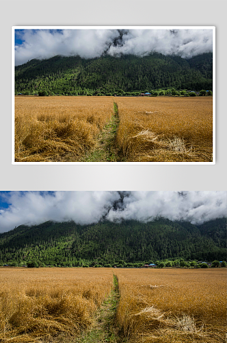 西藏青藏高原上的青稞麦田摄影图片