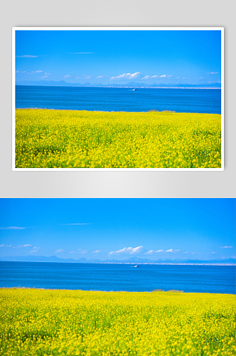 青海湖湖边油菜花风景图片