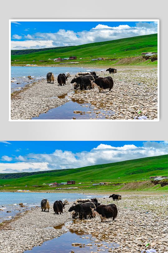 青海湖旁的牦牛实拍摄影图片