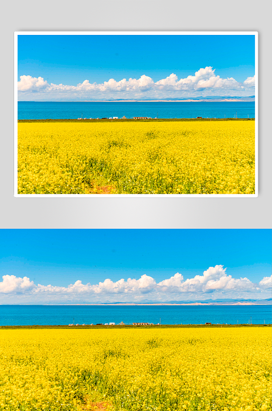 盛开的青海湖油菜花实拍摄影图片