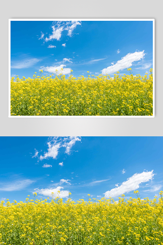 夏季青海草原风光实拍摄影图片