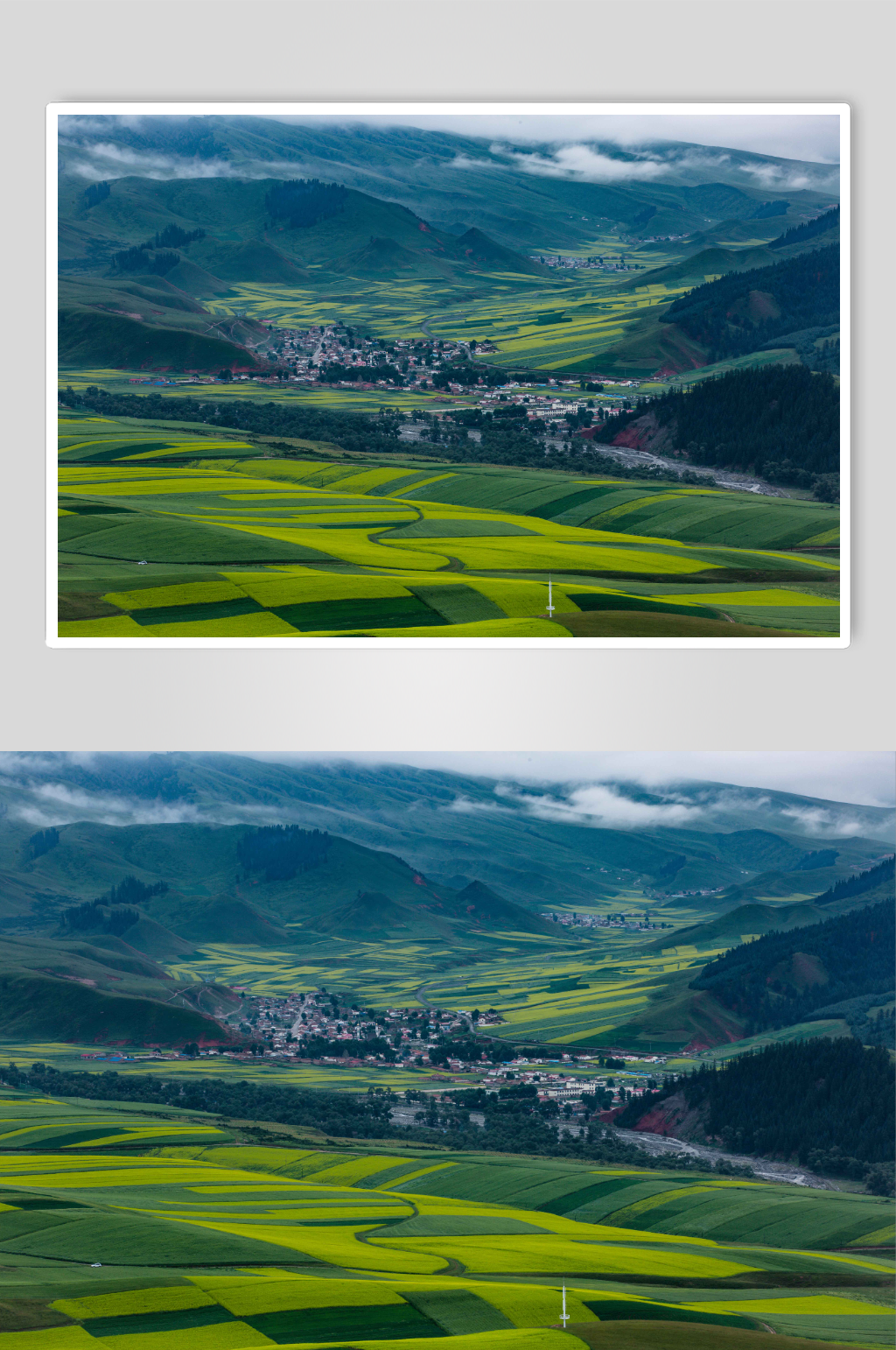 卓尔山油菜花田摄影图片素材