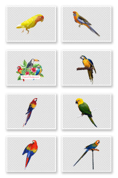 彩色鹦鹉鸟类PNG素材