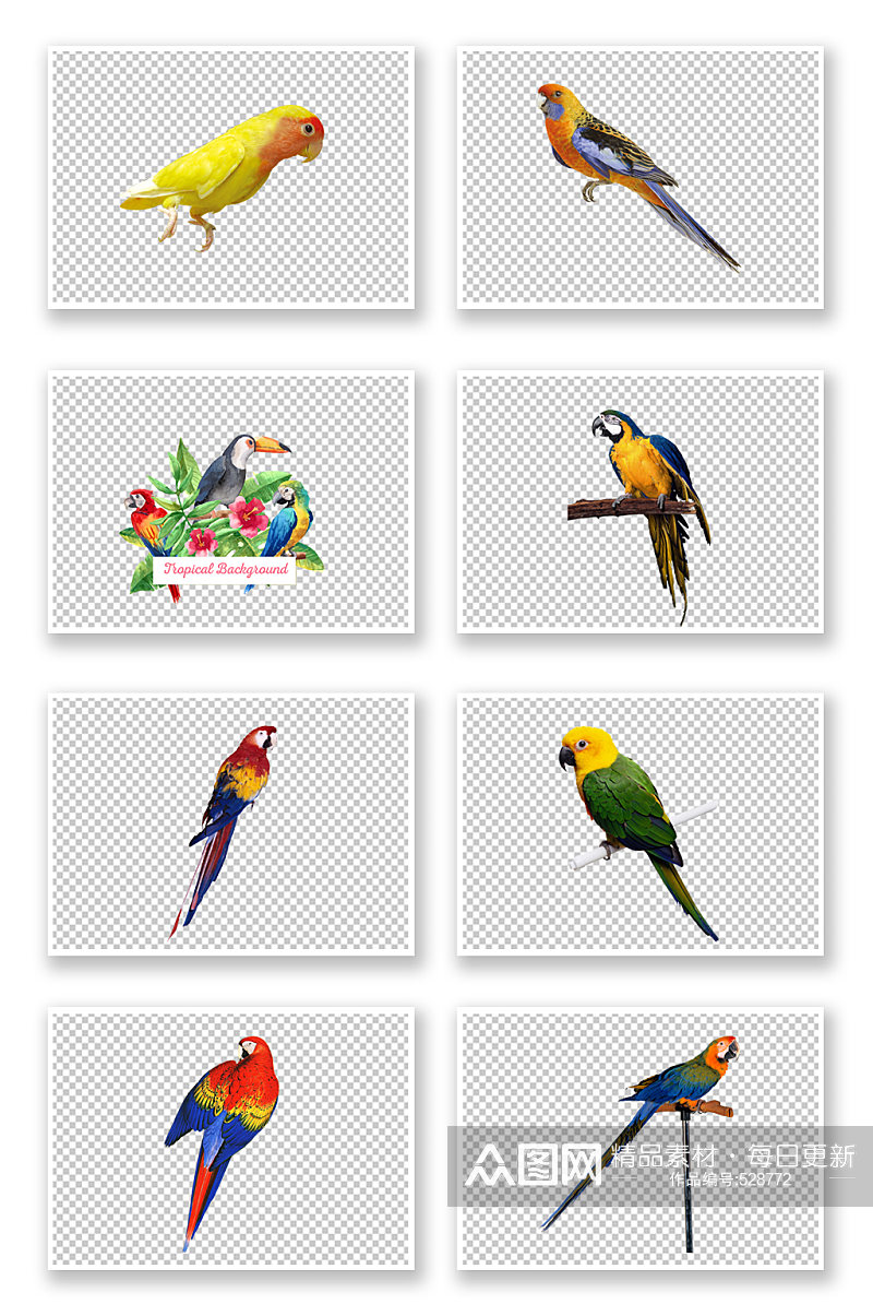 彩色鹦鹉鸟类PNG素材素材