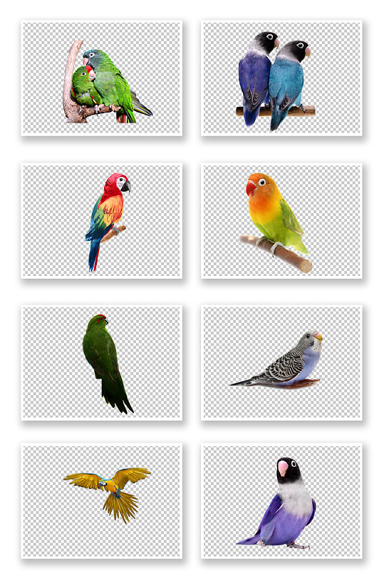 彩色鹦鹉鸟类PNG素材