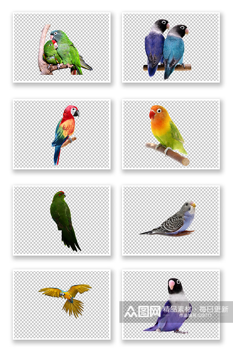 彩色鹦鹉鸟类PNG素材素材