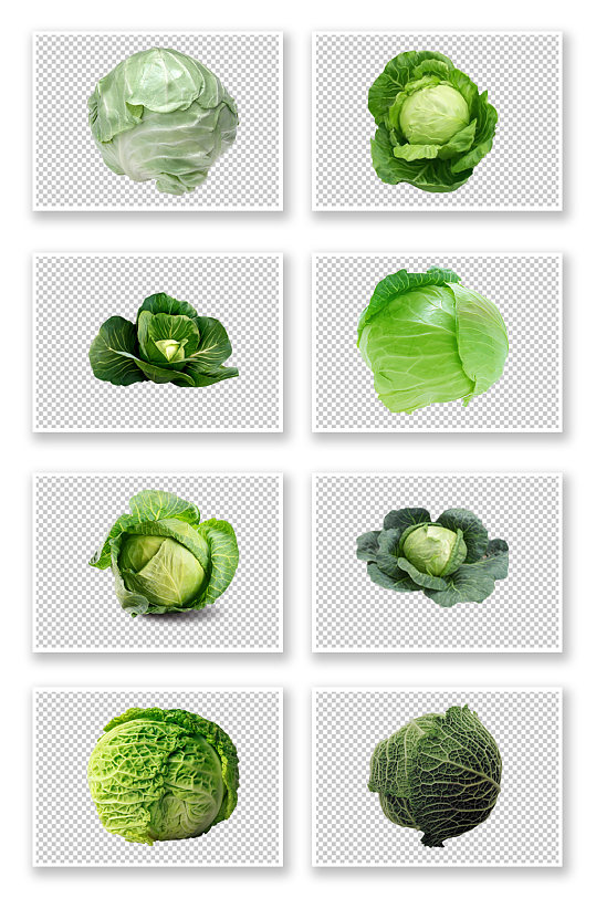 多种圆白菜蔬菜素材