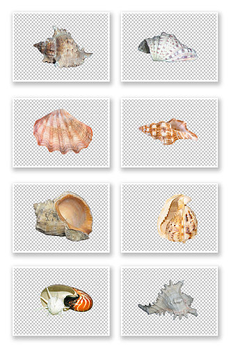 海螺贝壳扇贝海洋生物元素