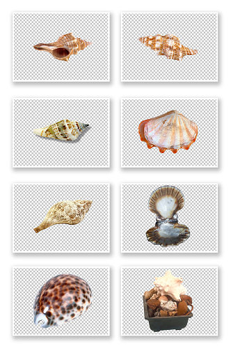 海螺贝壳扇贝海洋生物元素