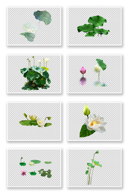 绿色荷花莲花植物元素