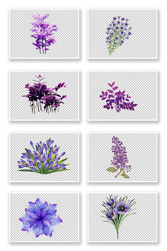 紫草薰衣草植物元素 素材