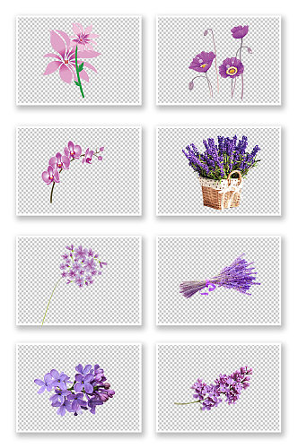紫草薰衣草植物元素 素材