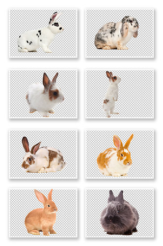 野生兔子小白兔摄影宠物
