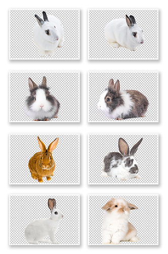 可爱动物白免黑兔兔子素材