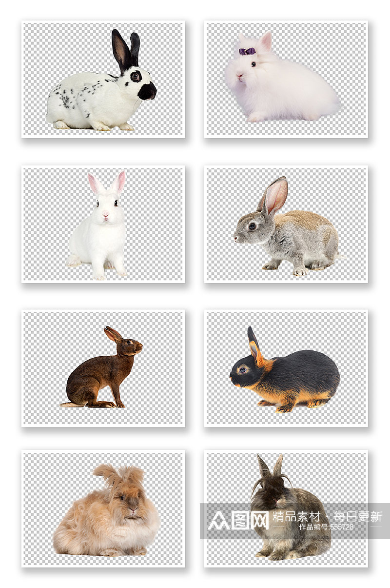 可爱动物白免黑兔兔子素材素材