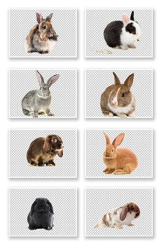 兔子白兔灰色小动物