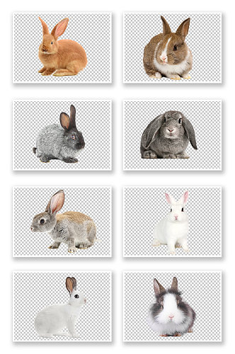 兔子白兔灰色小动物