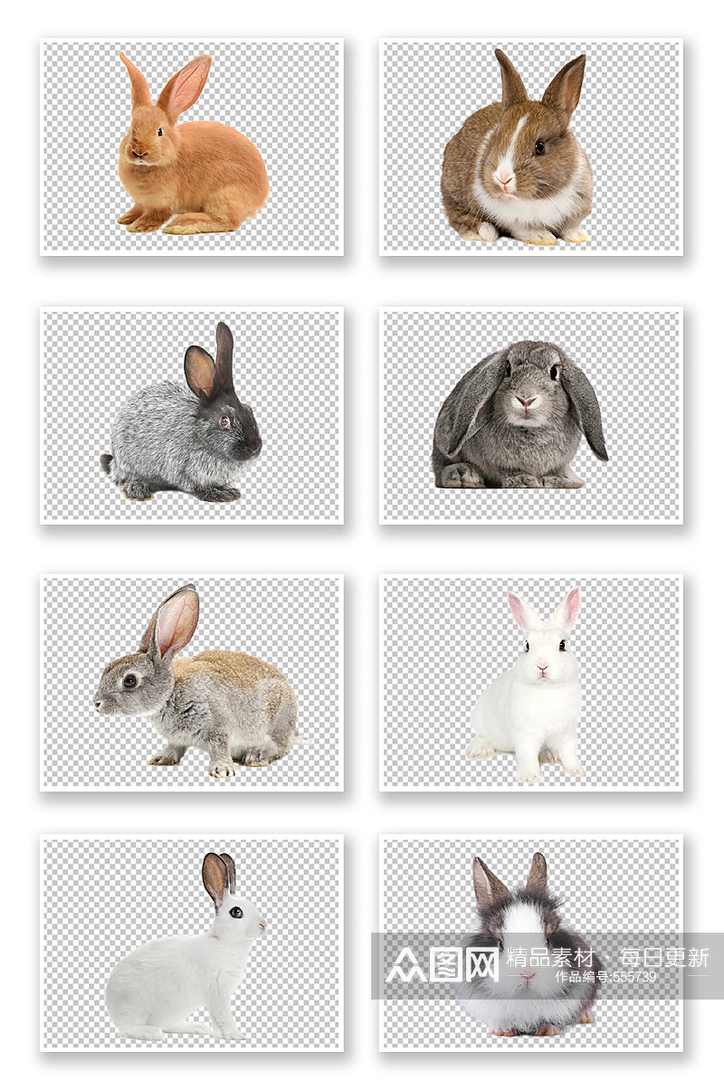兔子白兔灰色小动物素材