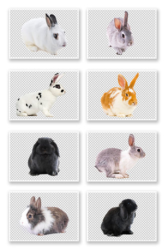 可爱动物白免黑兔兔子素材