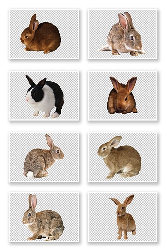 灰兔白兔兔子动物素材