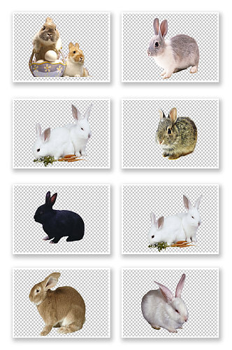 野兔小白兔兔子动物素材