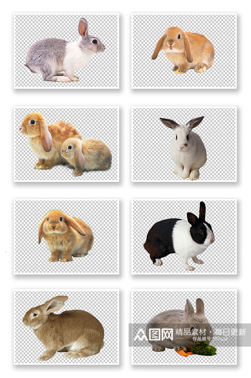 野兔小白兔兔子动物素材素材