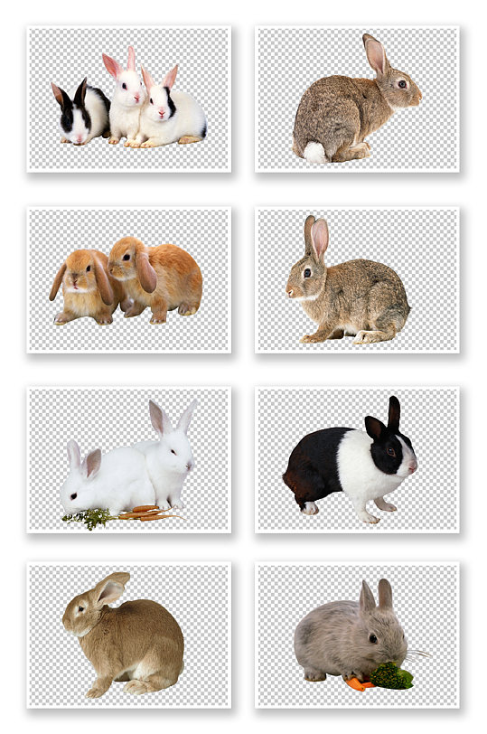 灰兔白兔兔子动物素材