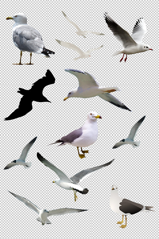 飞翔的海鸥海燕海鸟素材