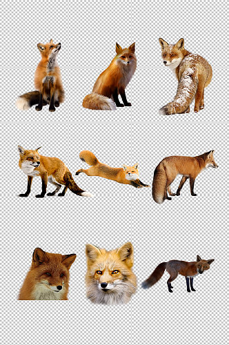 狐狸动物透明素材